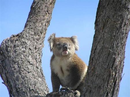 Paynesville VIC Accommodation Bookings