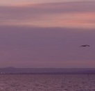 Pelican Sands Bed and Breakfast - Accommodation Bookings