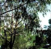 Mallacootas Shady Gully Caravan Park - Accommodation Bookings