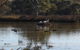 Frog Gully Cottages - thumb 5