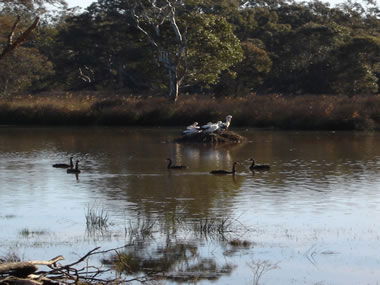 Frog Gully Cottages - Accommodation Bookings 5