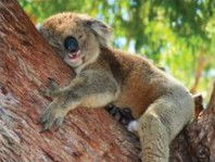 The Kosy Koala - Accommodation Bookings 3