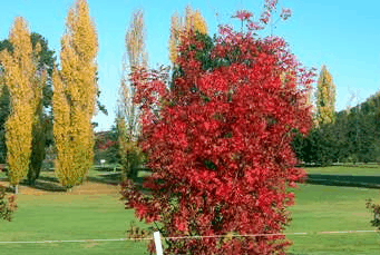 Tenterfield Golf Club Fairways Lodge - Accommodation Bookings 2