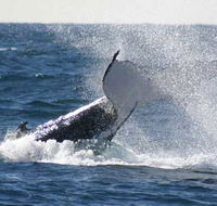 Whale Watching Sydney - Accommodation Bookings