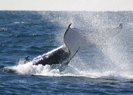 Whale Watching Sydney - Accommodation Bookings 0