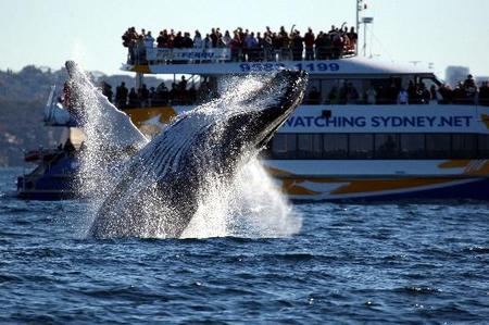 Whale Watching Sydney - Accommodation Bookings 1
