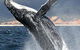Whale Watching Sydney - thumb 2