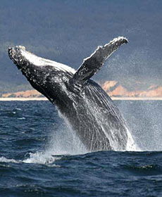 Whale Watching Sydney - Accommodation Bookings 2