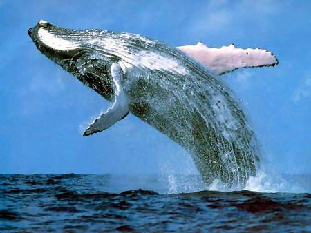 Whale Watching Sydney - Accommodation Bookings 3