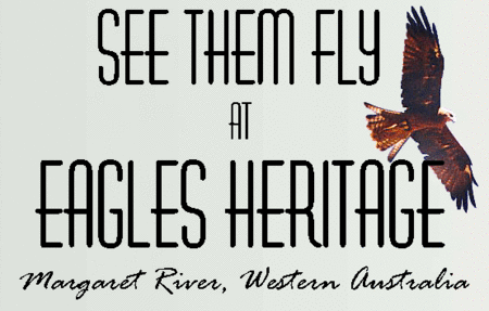 Eagles Heritage Raptor Wildlife Centre - Accommodation Bookings