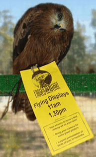 Eagles Heritage Raptor Wildlife Centre - Accommodation Bookings 1