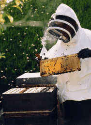 The House Of Honey - Accommodation Bookings 3