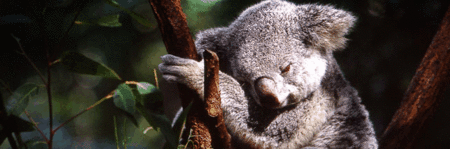 Koala And River Cruise By Mirimar Cruises - Accommodation Bookings 0