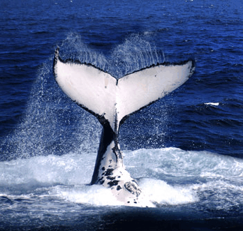 Brisbane Whale Watching - Accommodation Bookings