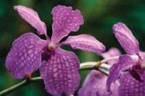 Richmond Wellness Centre - Accommodation Bookings 2