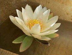 Orchid Day Spa - Accommodation Bookings 2