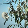 Dianne Tanzer Gallery & Projects - Accommodation Bookings 1