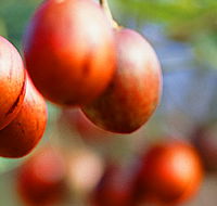 Tropical Fruit World - Accommodation Bookings