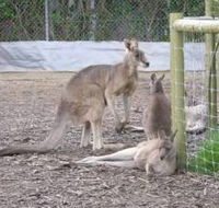 Jirrahlinga Koala  Wildlife Sanctuary - Accommodation Bookings