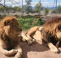 Mansfield Zoo - Accommodation Bookings
