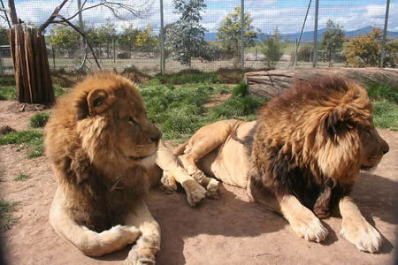 Mansfield Zoo - Accommodation Bookings 0