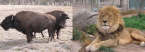 Mansfield Zoo - Accommodation Bookings 3