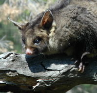 Moonlit Sanctuary Wildlife Conservation Park - Accommodation Bookings