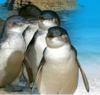Phillip Island Penguin Parade - Accommodation Bookings