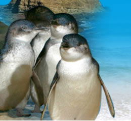 Phillip Island Penguin Parade - Accommodation Bookings 0