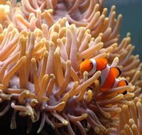 Reef HQ Great Barrier Reef Aquarium - Accommodation Bookings