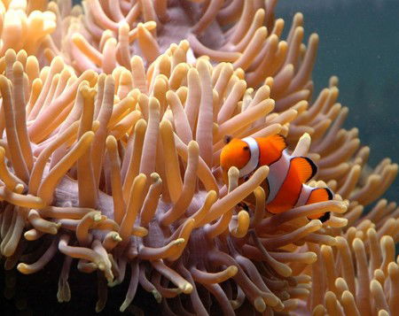 Reef HQ Great Barrier Reef Aquarium - Accommodation Bookings 0
