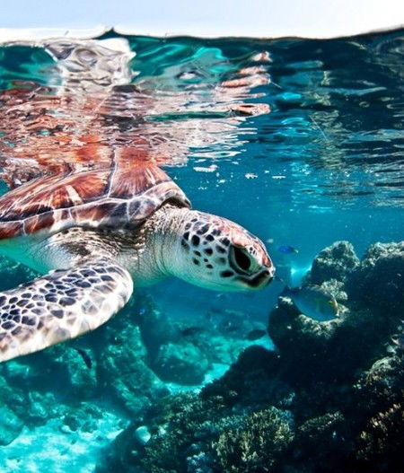 Reef HQ Great Barrier Reef Aquarium - Accommodation Bookings 1