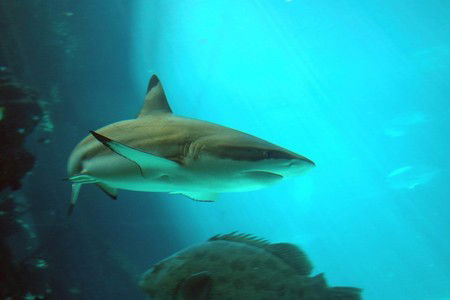 Reef HQ Great Barrier Reef Aquarium - Accommodation Bookings 2