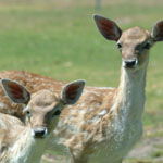 Marapana Wildlife Park - Accommodation Bookings 0