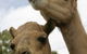 Marapana Wildlife Park - thumb 3