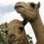 Marapana Wildlife Park - Accommodation Bookings 3