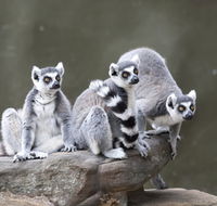 Adelaide Zoo - Accommodation Bookings