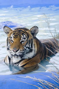 Zoo Doo Wildlife Park - Accommodation Bookings 0