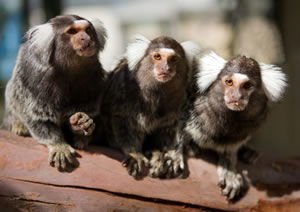 Zoo Doo Wildlife Park - Accommodation Bookings 1