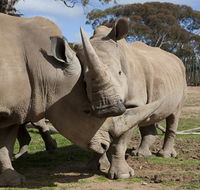 Monarto Zoo - Accommodation Bookings