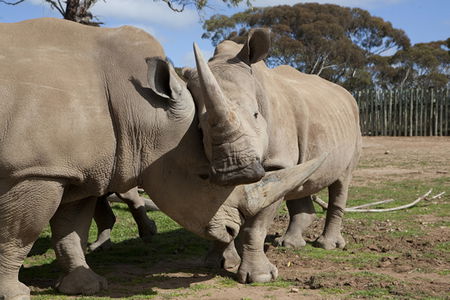 Monarto Zoo - Accommodation Bookings 0
