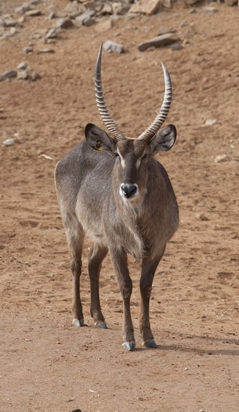 Monarto Zoo - Accommodation Bookings 1