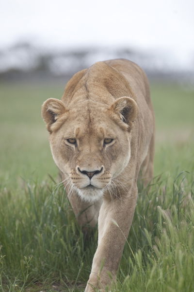 Monarto Zoo - Accommodation Bookings 2
