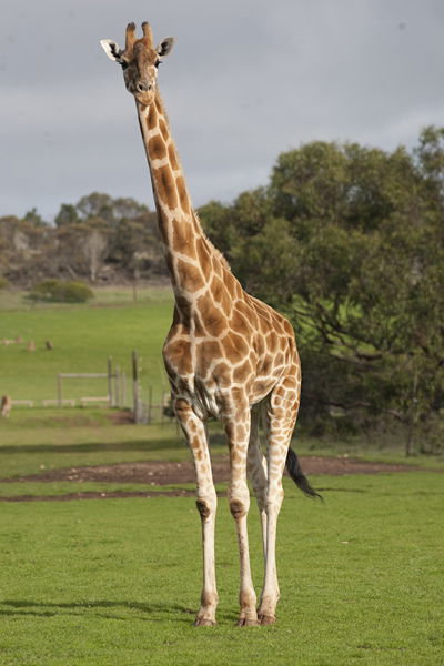 Monarto Zoo - Accommodation Bookings 3