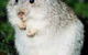 Warrawong Wildlife Park - thumb 1