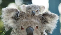 Lighthouse Beach ACT Accommodation Bookings