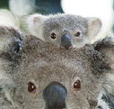 Billabong Koala and Wildlife Park - Accommodation Bookings