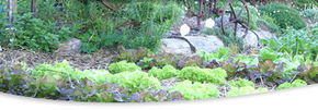 Calmsley Hill City Farm - Accommodation Bookings 1