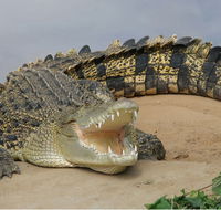 Dundee's Wildlife Park - Accommodation Bookings