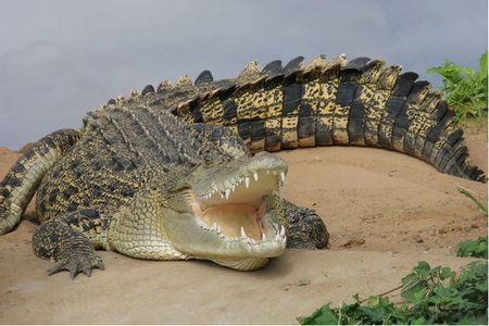 Dundee's Wildlife Park - Accommodation Bookings 0